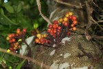 Ficus sur