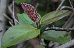 Ficus sur