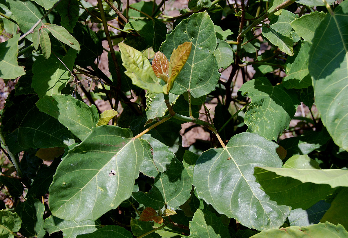 Ficus sur Ficus sur