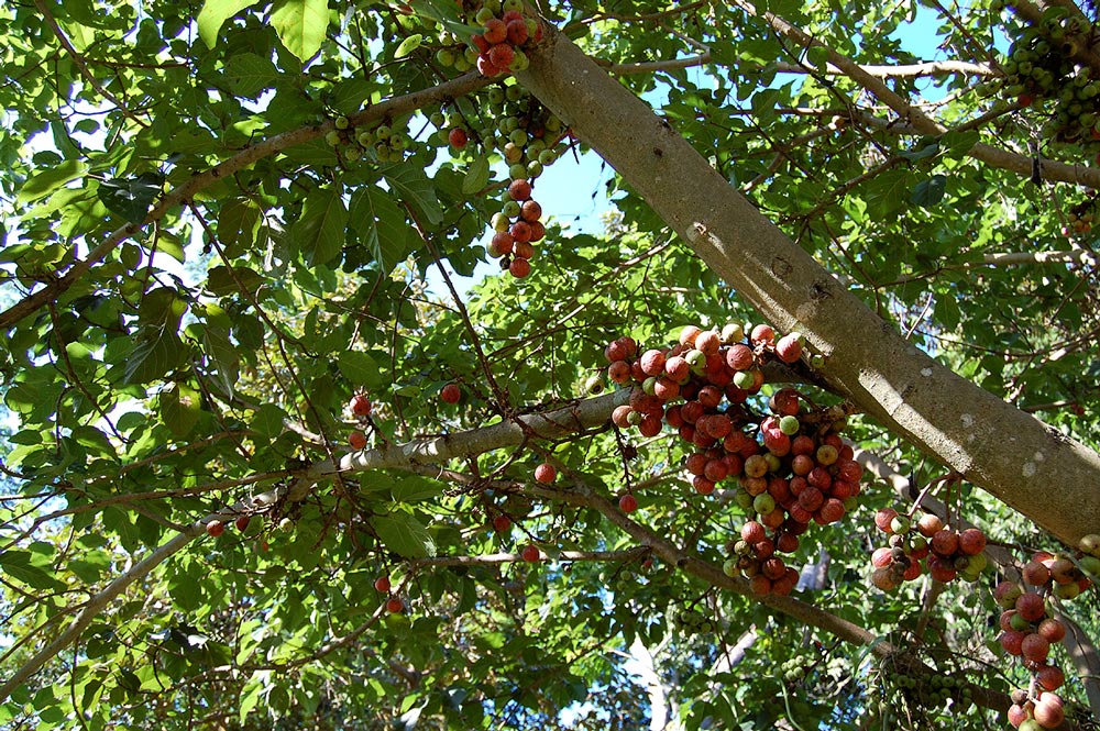 Ficus sur Ficus sur