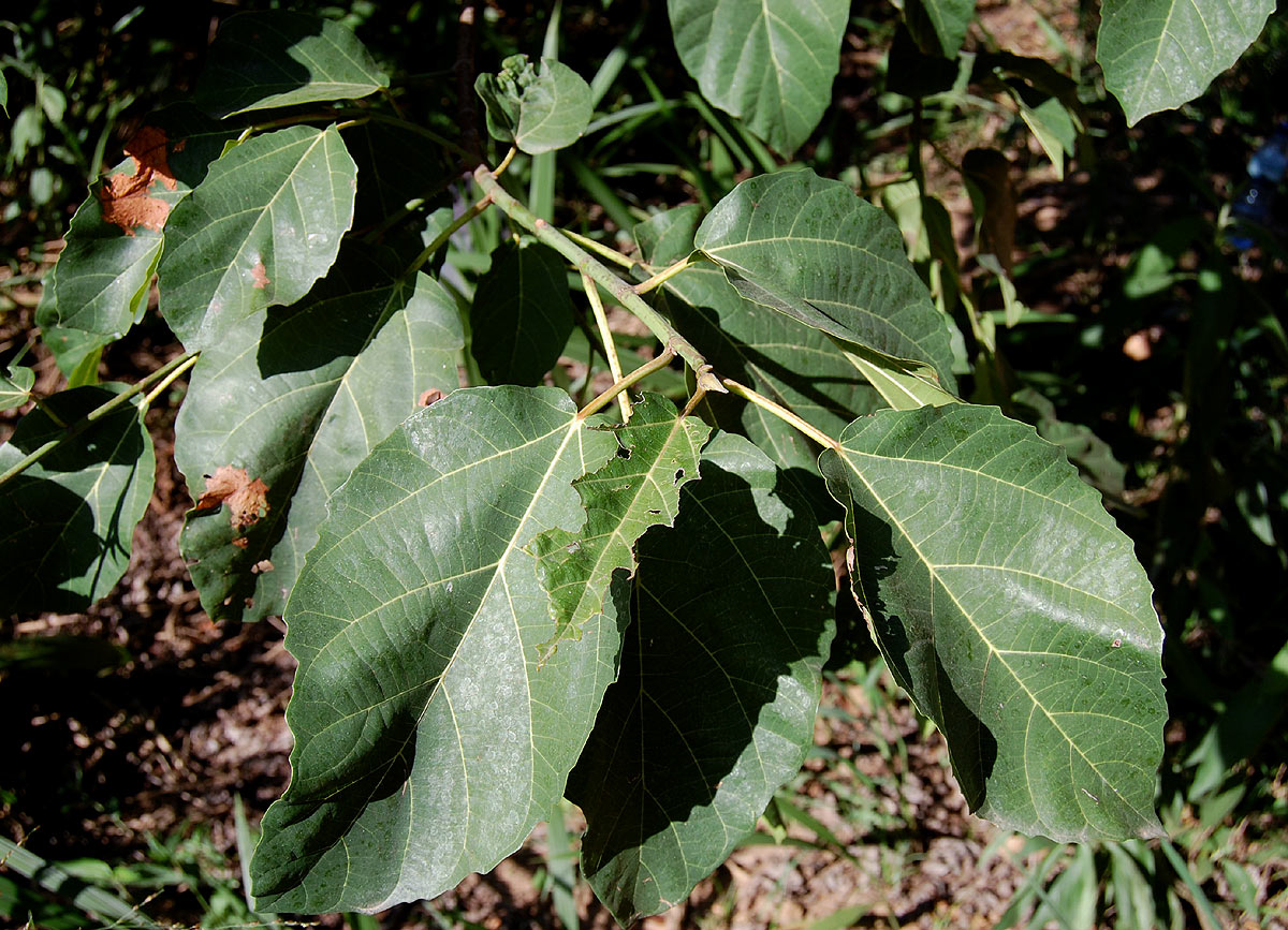 Ficus sur Ficus sur