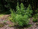 Cannabis sativa