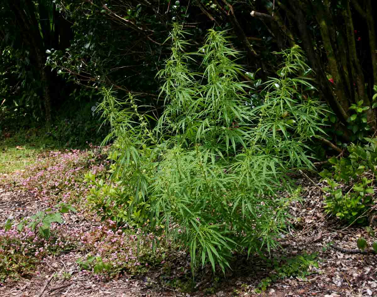 Cannabis sativa Cannabis sativa