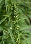 Cannabis sativa