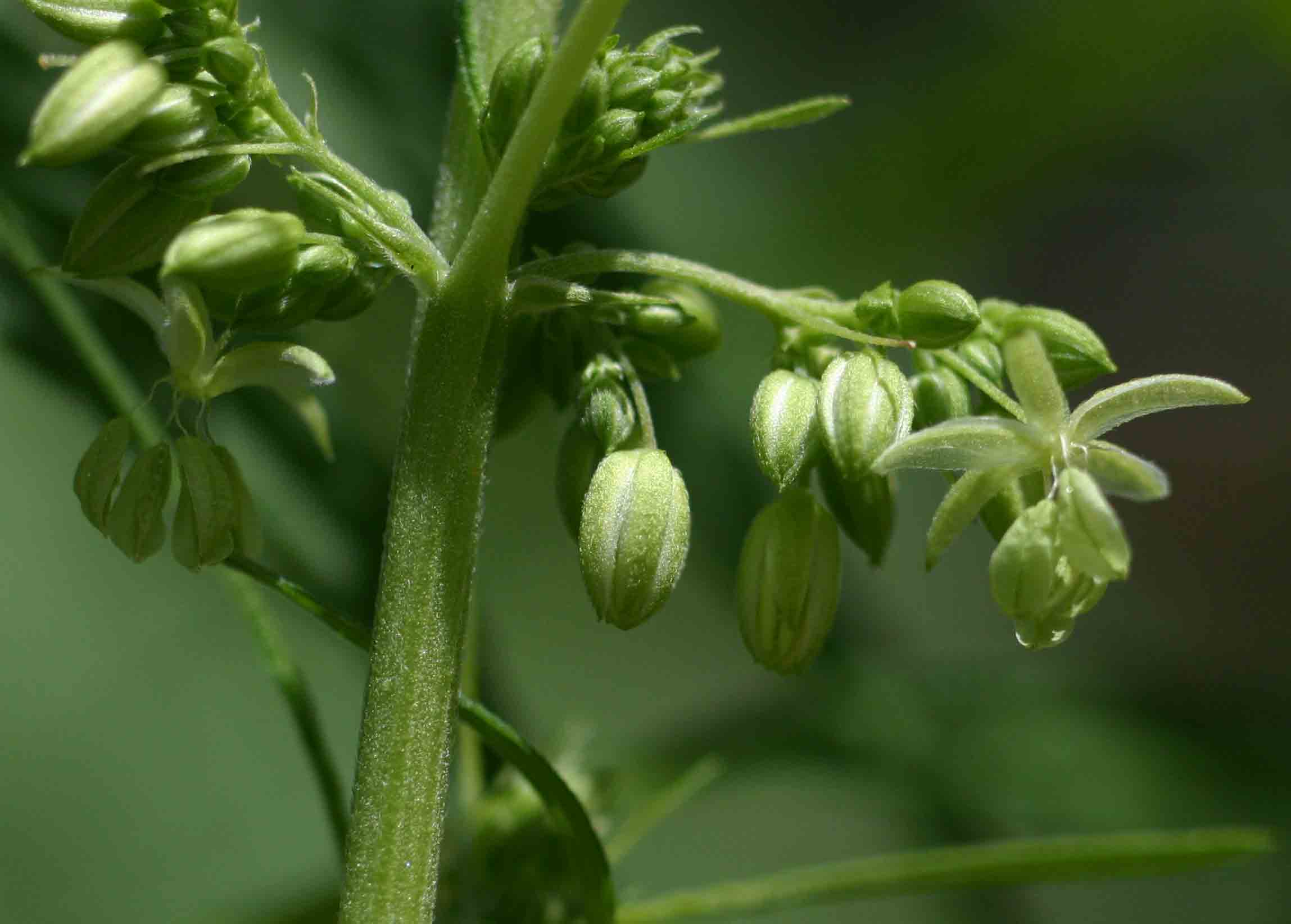Cannabis sativa