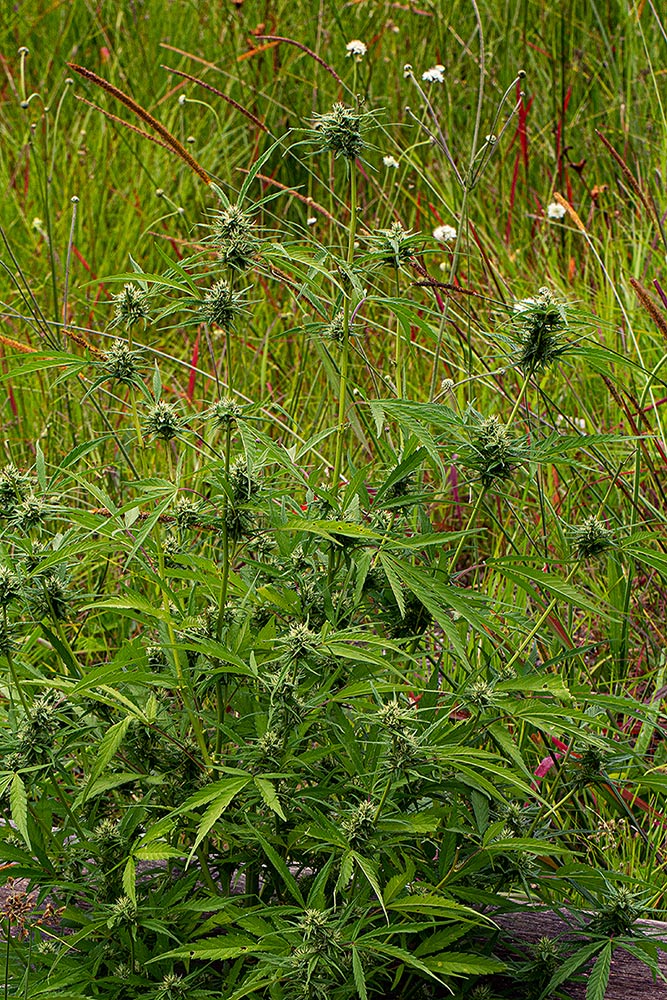 Cannabis sativa Cannabis sativa