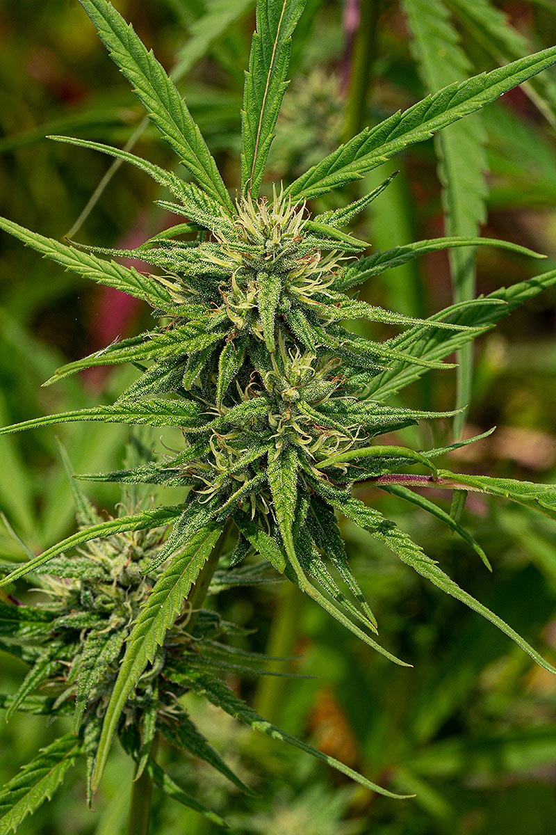 Cannabis sativa Cannabis sativa