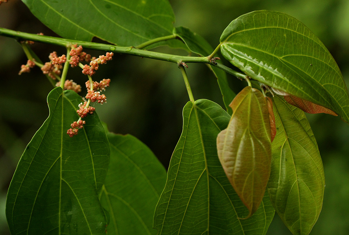 Scepocarpus trinervis Scepocarpus trinervis