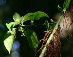 Scepocarpus trinervis