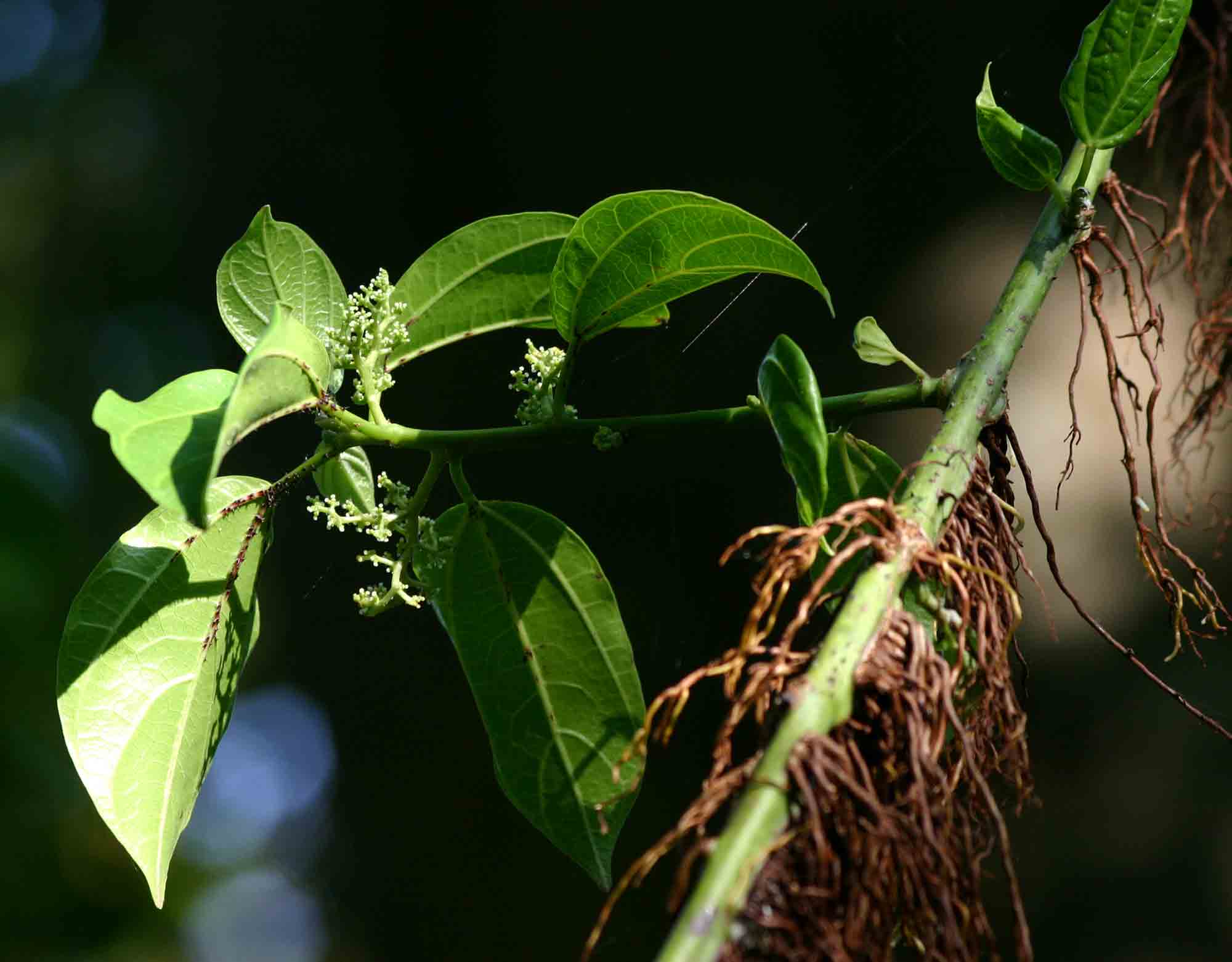 Scepocarpus trinervis Scepocarpus trinervis