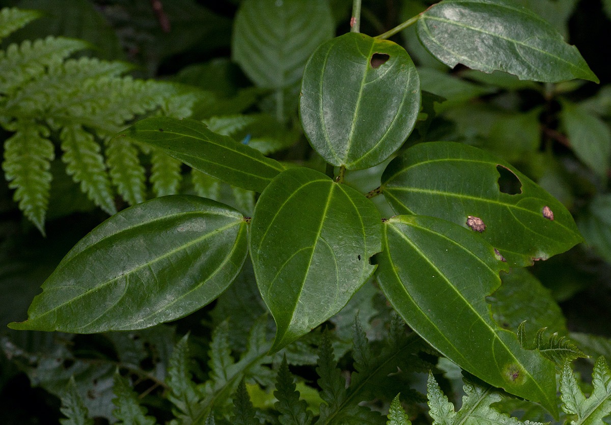 Scepocarpus trinervis Scepocarpus trinervis