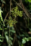 Scepocarpus trinervis