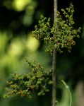 Scepocarpus trinervis
