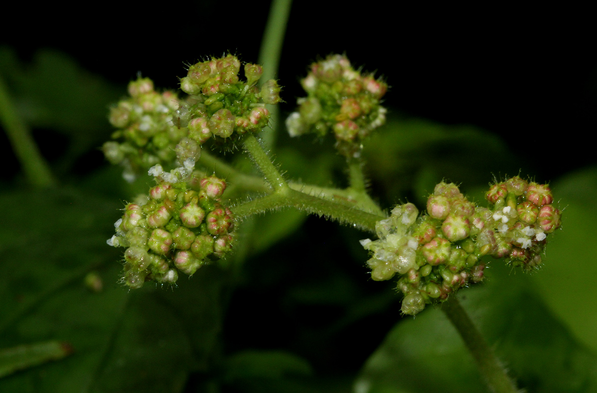 Laportea aestuans