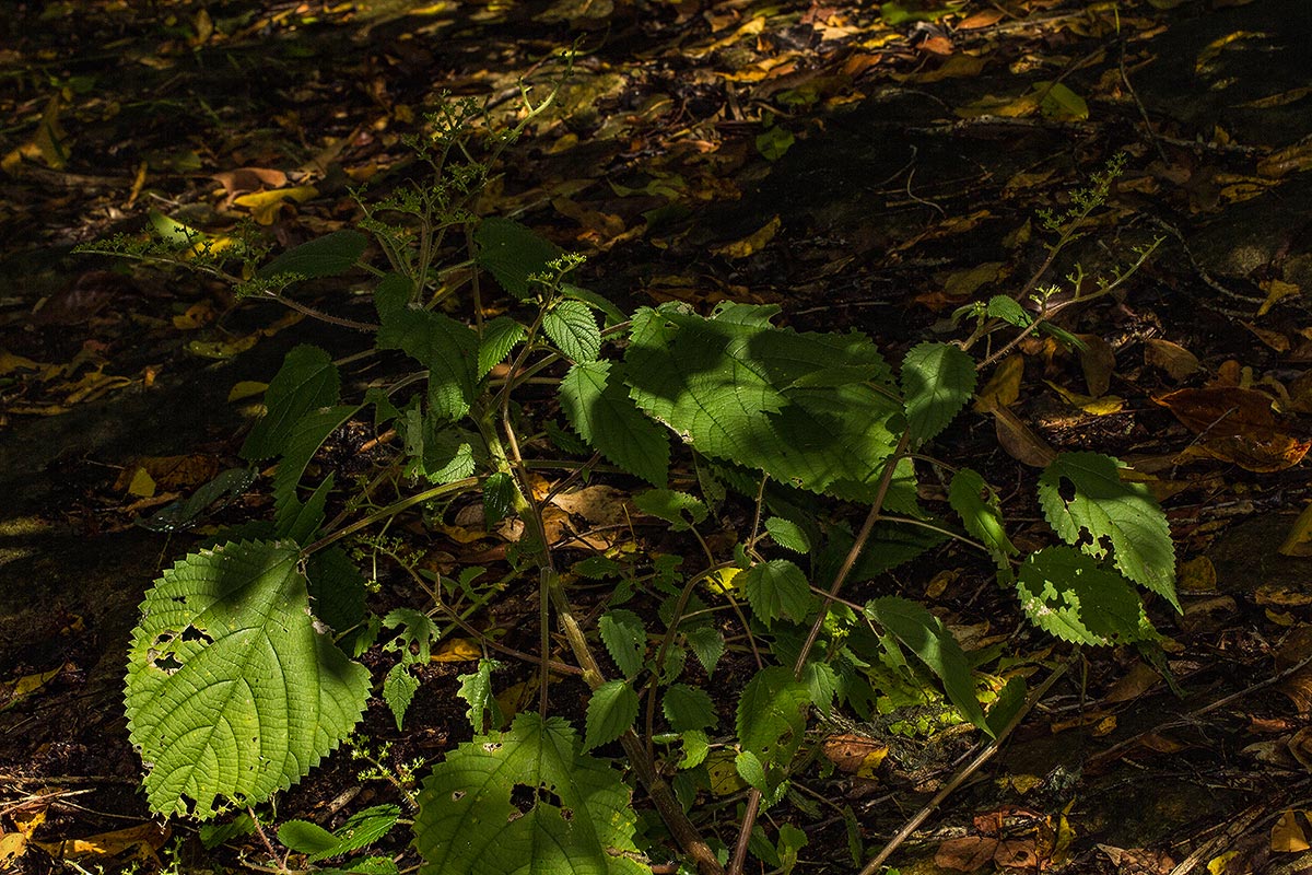 Laportea aestuans Laportea aestuans