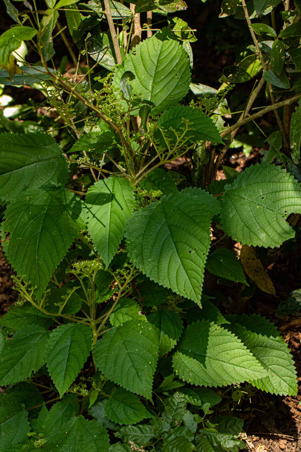 Laportea aestuans