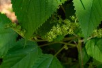 Laportea aestuans