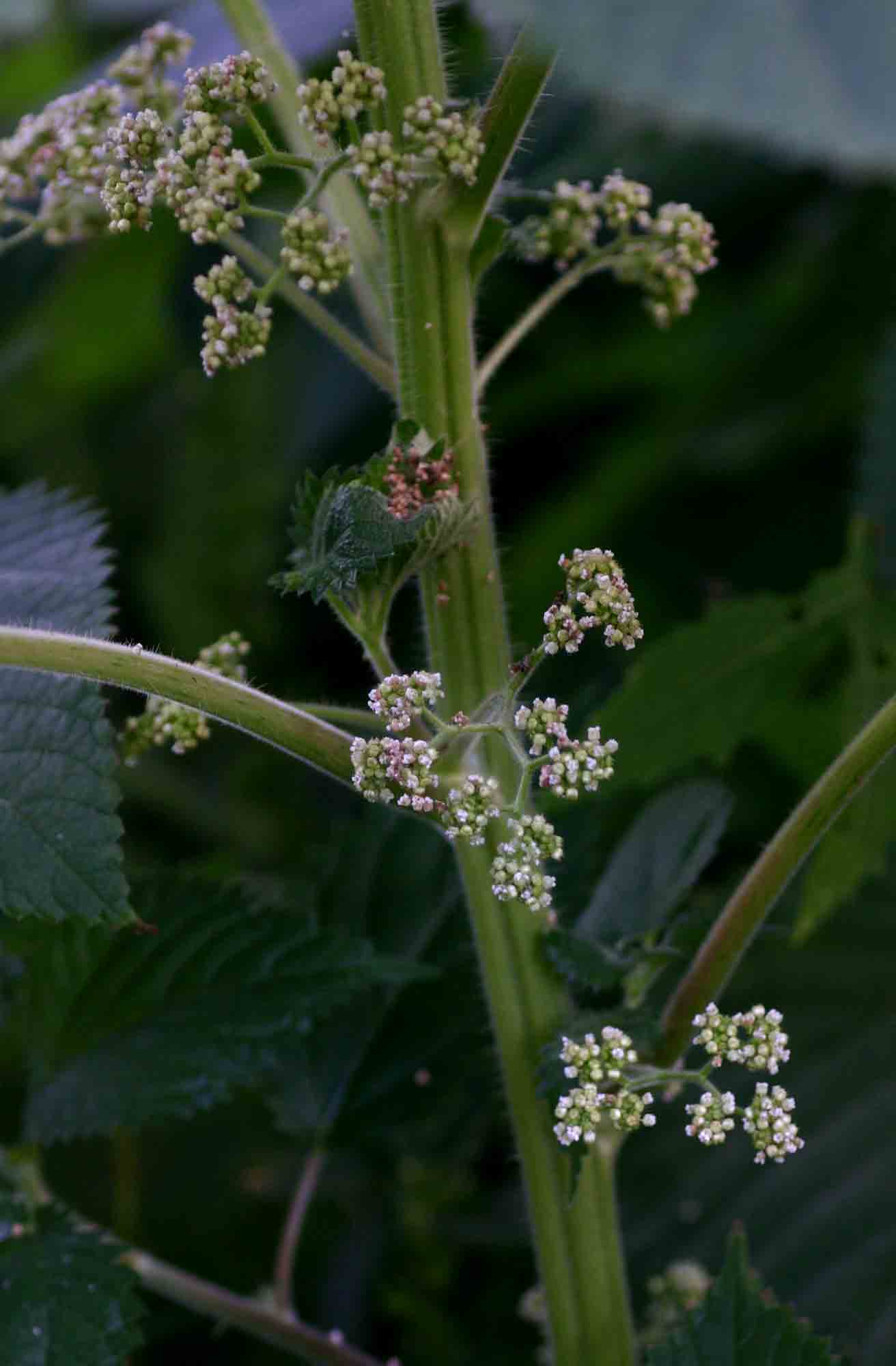 Laportea aestuans