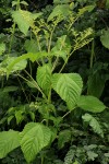 Laportea aestuans