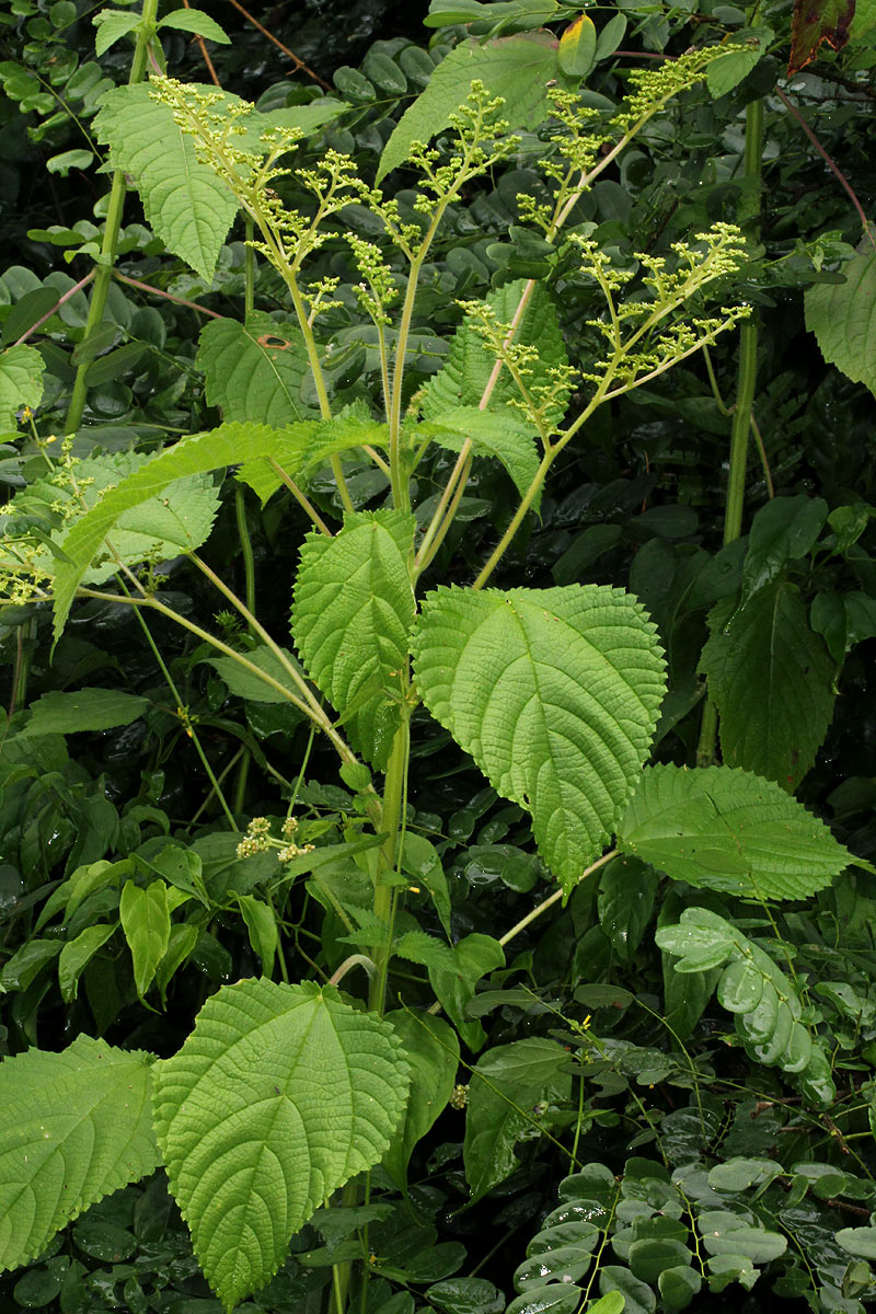 Laportea aestuans Laportea aestuans