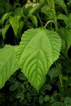Laportea aestuans
