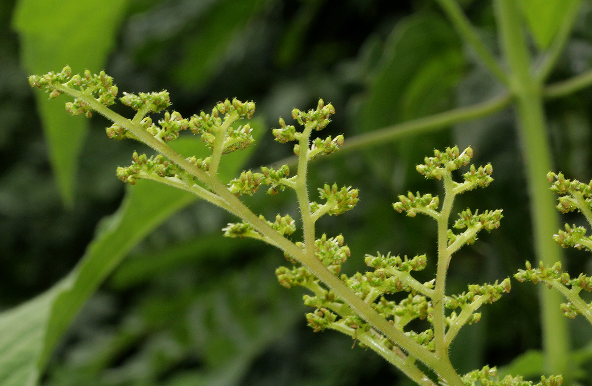 Laportea aestuans
