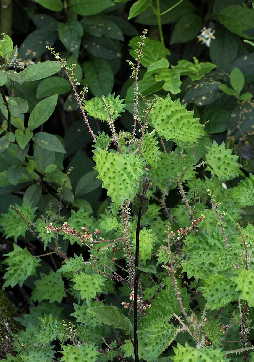 Laportea mooreana Laportea mooreana