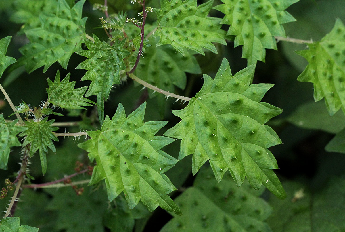 Laportea mooreana Laportea mooreana