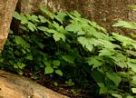 Girardinia diversifolia