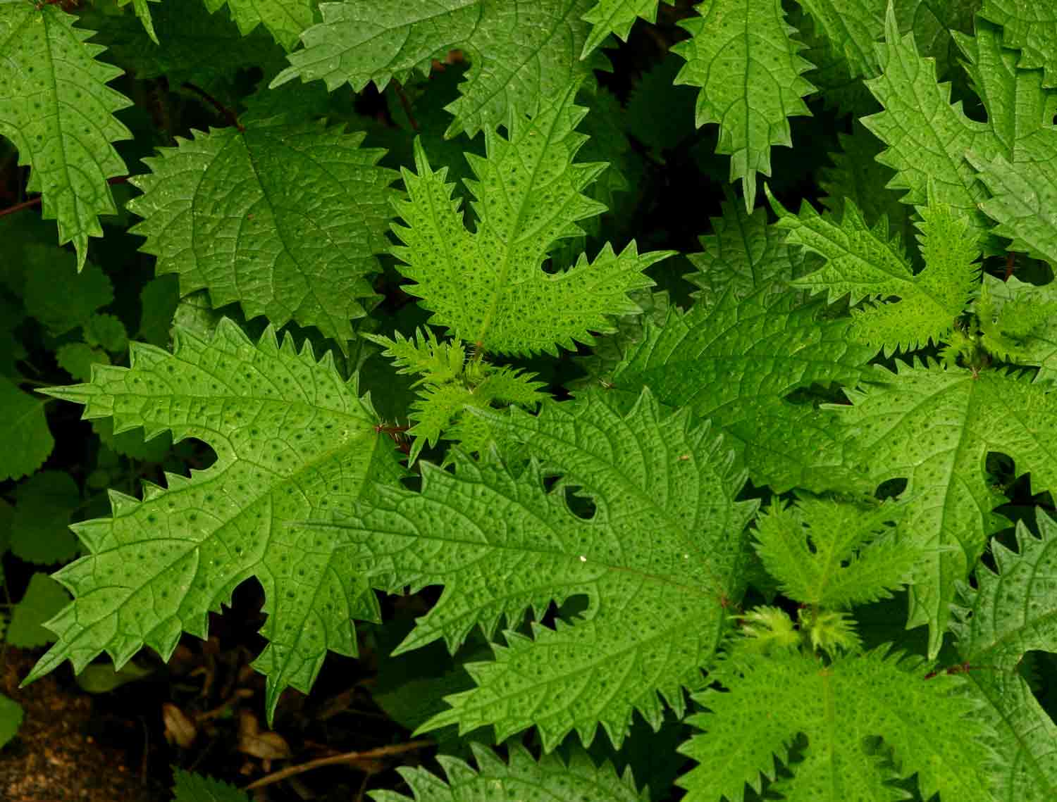 Girardinia diversifolia Girardinia diversifolia