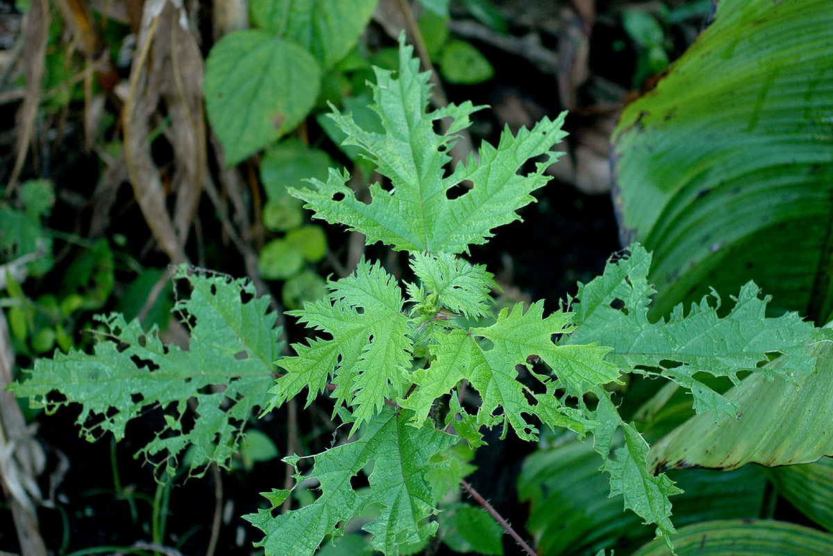 Girardinia diversifolia
