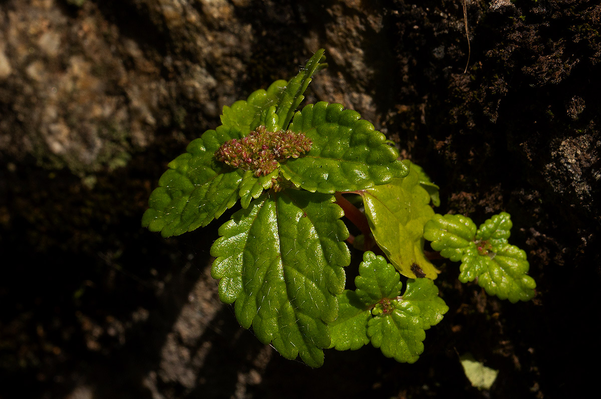 Pilea tetraphylla Pilea tetraphylla