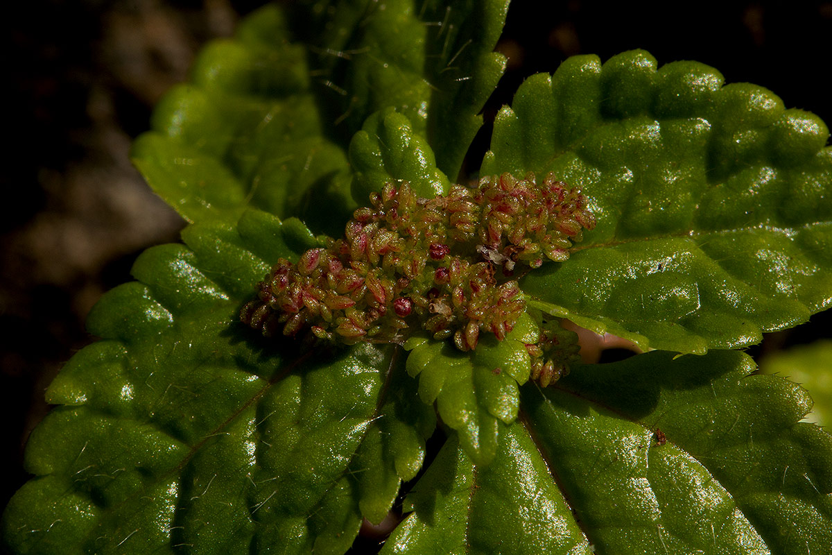 Pilea tetraphylla
