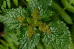 Pilea tetraphylla