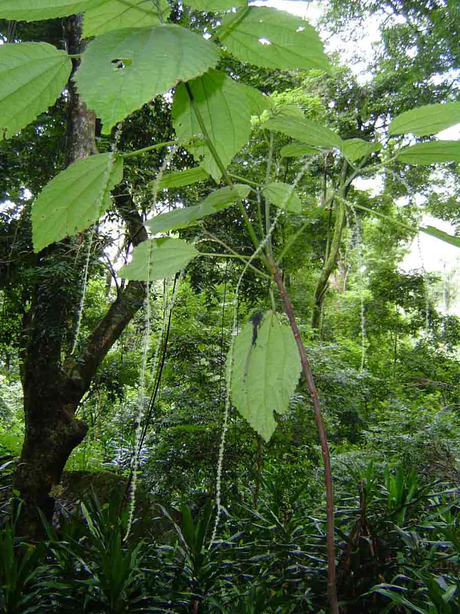 Boehmeria macrophylla Boehmeria macrophylla