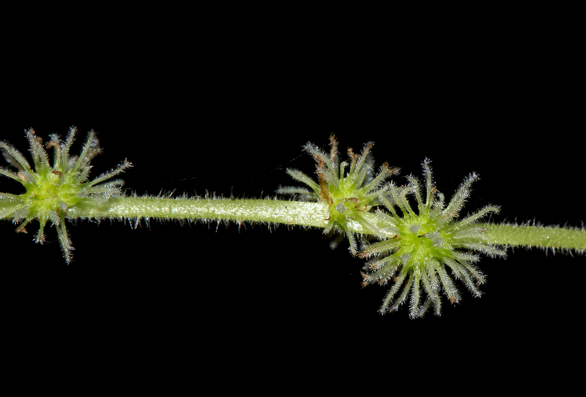 Boehmeria macrophylla Boehmeria macrophylla