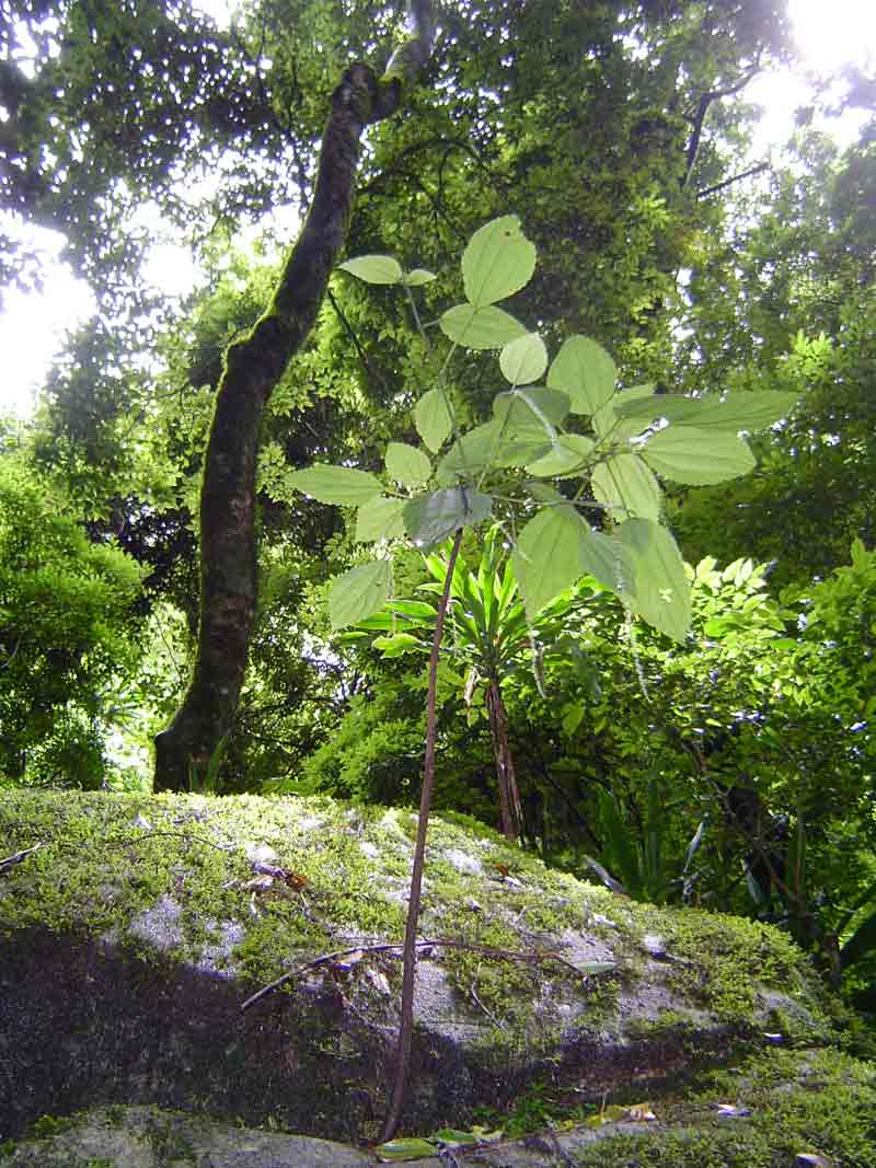 Boehmeria macrophylla Boehmeria macrophylla