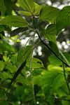 Boehmeria macrophylla