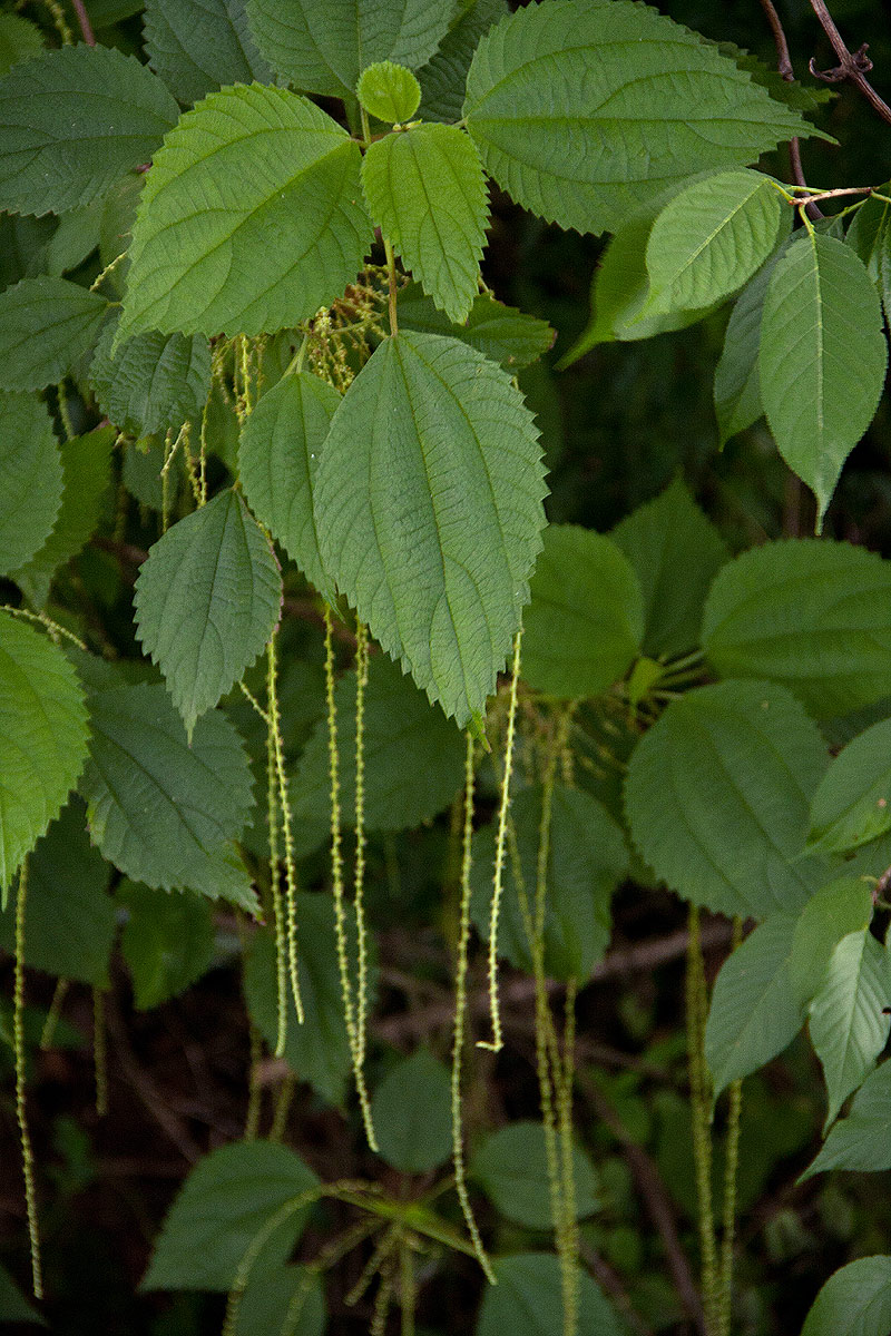 Boehmeria macrophylla Boehmeria macrophylla