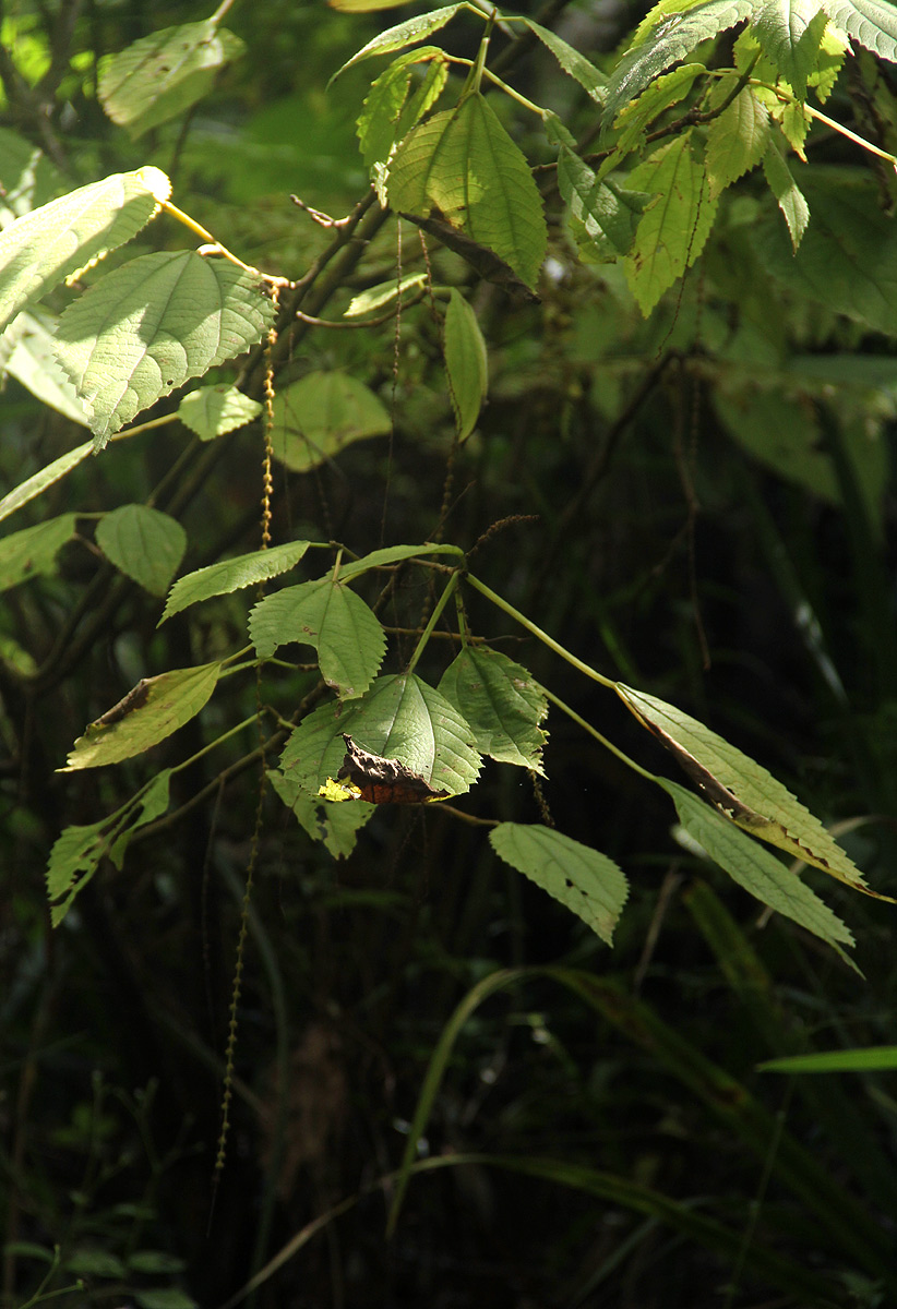 Boehmeria macrophylla Boehmeria macrophylla