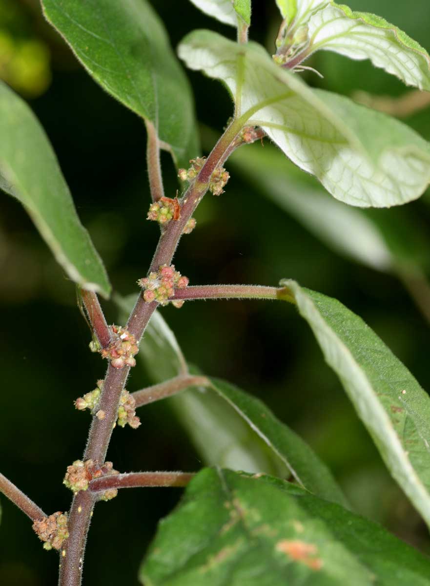 Pouzolzia mixta Pouzolzia mixta