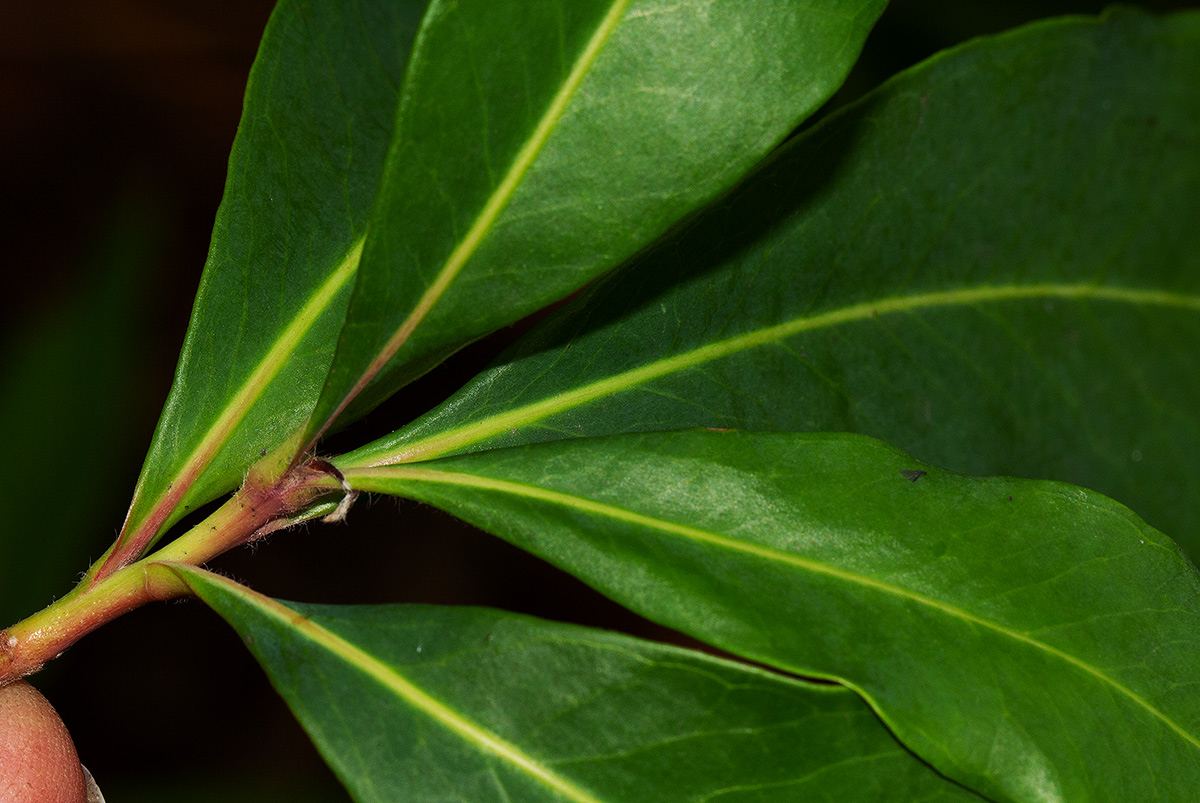 Faurea saligna Faurea saligna