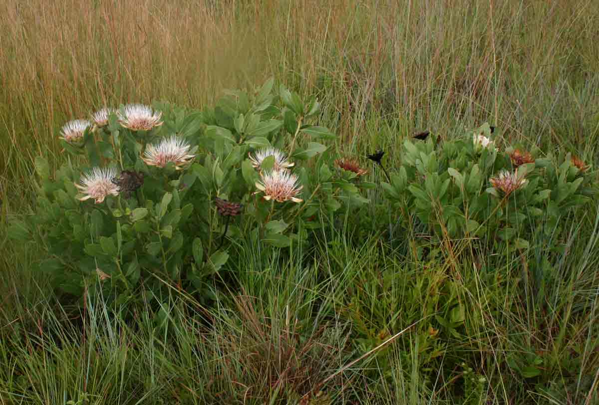 Protea angolensis var. angolensis Protea angolensis var. angolensis