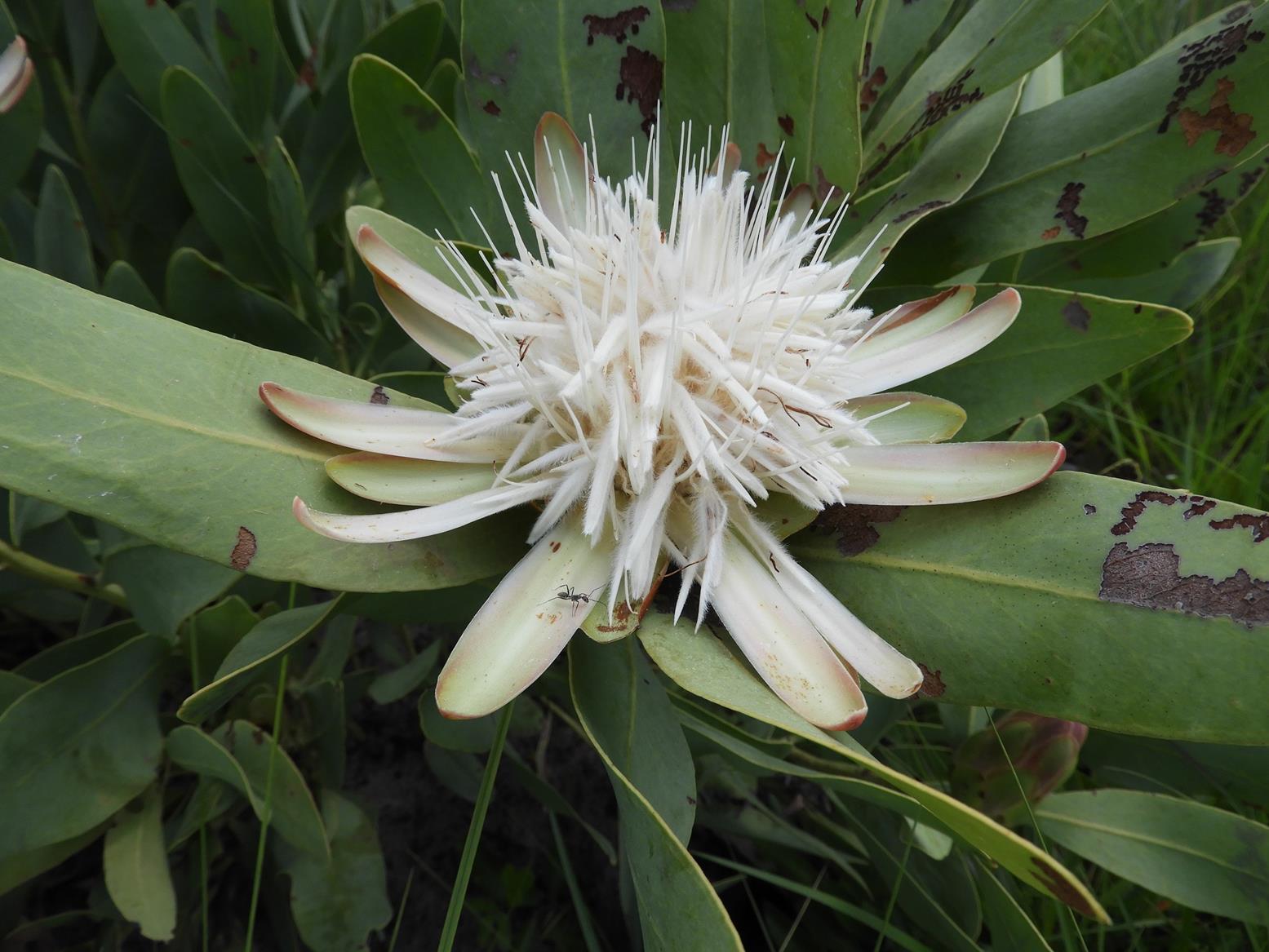 Protea angolensis var. angolensis Protea angolensis var. angolensis