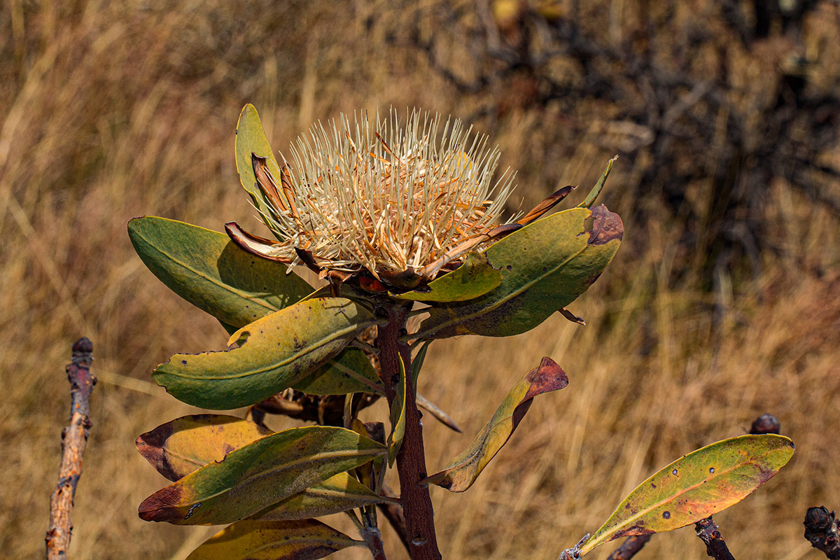 Protea angolensis var. divaricata Protea angolensis var. divaricata