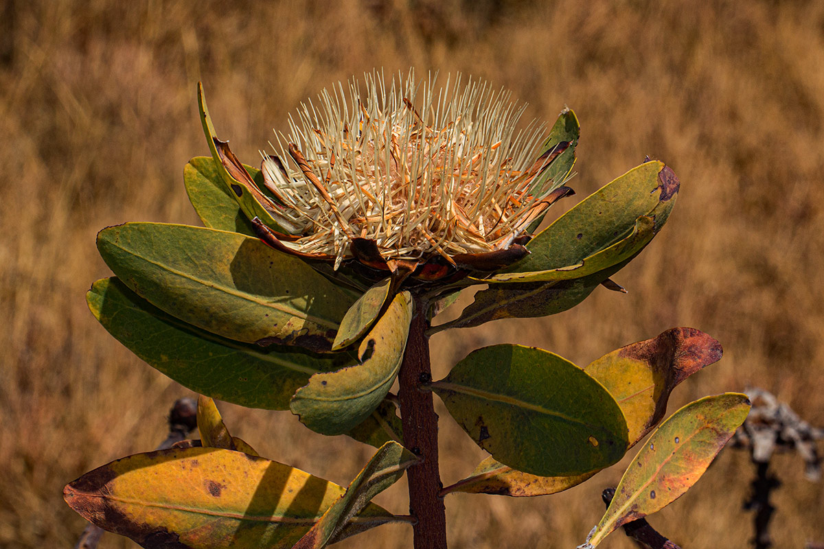 Protea angolensis var. divaricata Protea angolensis var. divaricata