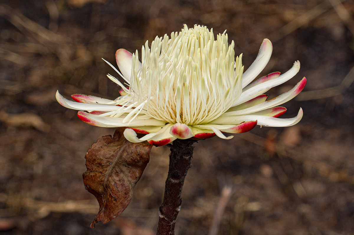 Protea angolensis var. divaricata Protea angolensis var. divaricata