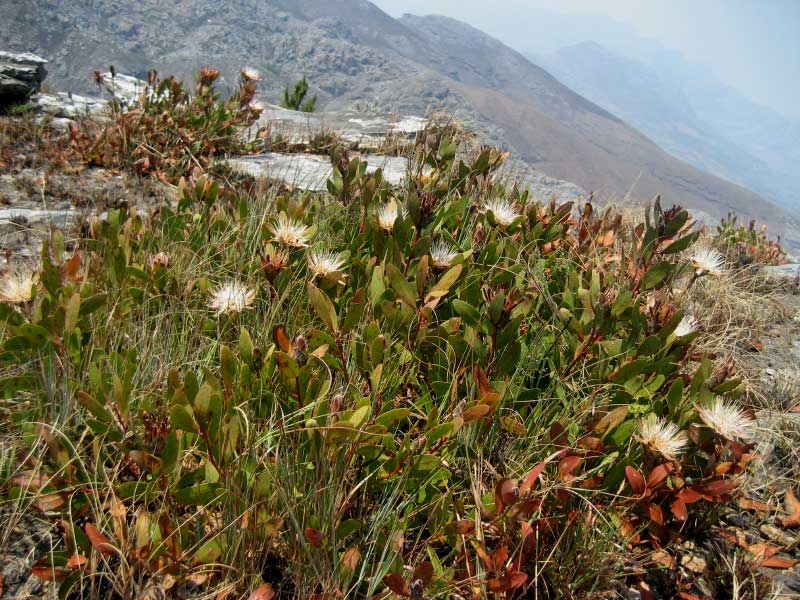 Protea wentzeliana Protea wentzeliana