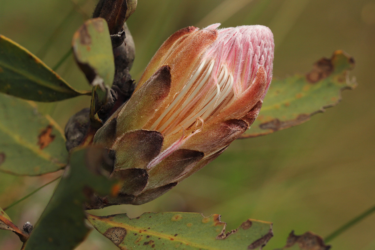 Protea wentzeliana Protea wentzeliana