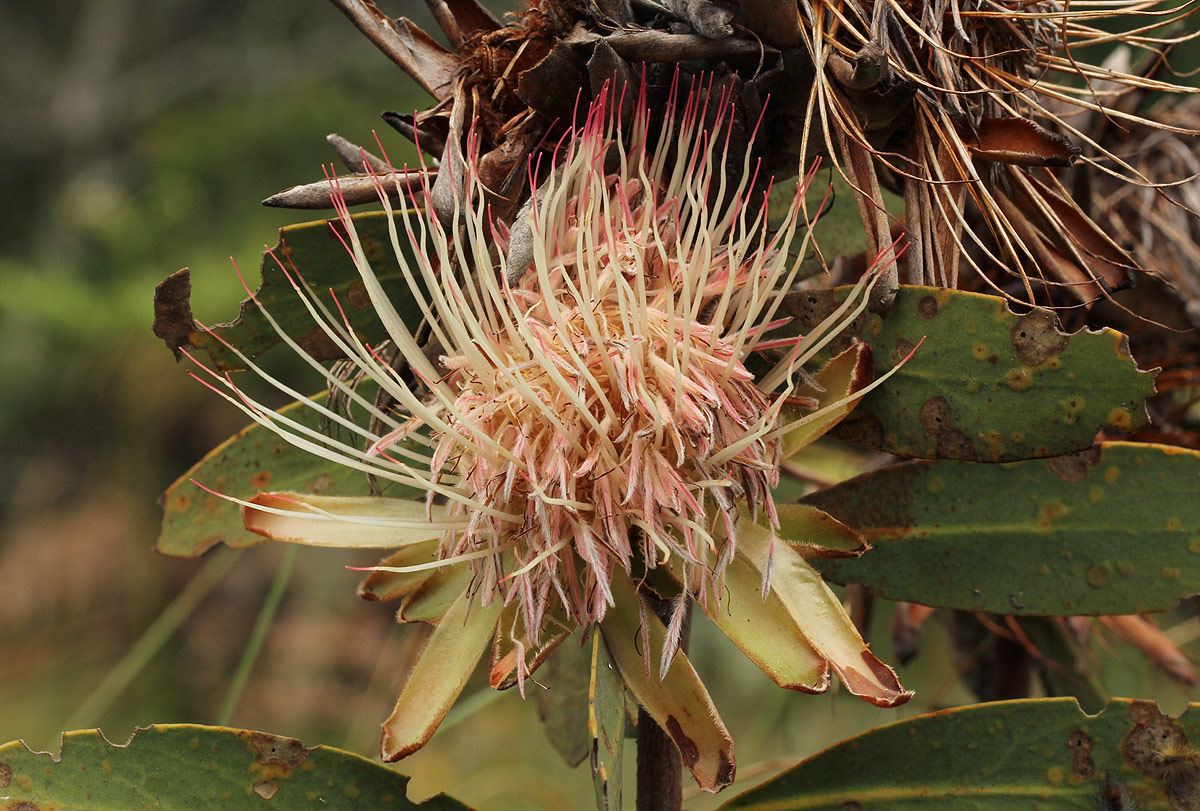 Protea wentzeliana Protea wentzeliana